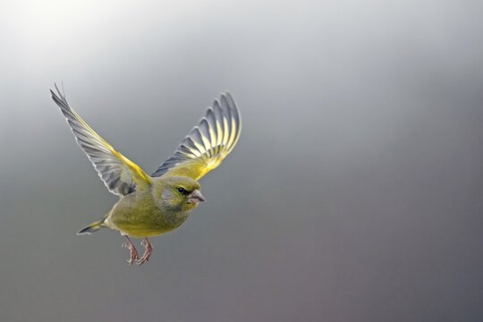 European greenfinch (Carduelis chloris), male in flight, Middle Elbe Biosphere Reserve, Germany