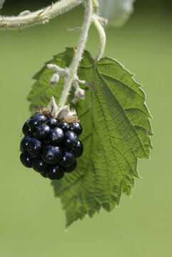 Common blackberry (Rubus fruticosus)