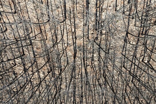 Burned Stone or Umbrella Pines (Pinus pinea) after a forest fire, aerial view, drone shot, Sierra Bermeja, M&aacute;laga Province, Andalusia, Spain