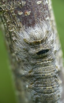 Gastropacha populifolia, hen, large poplar hen, lasiocampidae, poplar hen, mealyworm, butterfly, camouflage, high size, portrait, inchworm, insects, moths, moths, moths, moth, poplar cloak, caterpillar, butterfly, camouflage