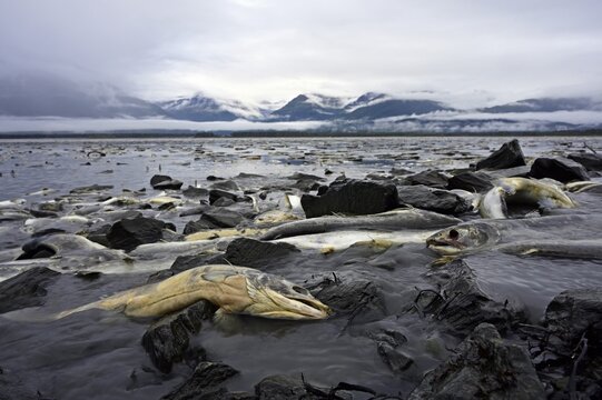 Pink salmons (Oncorhynchus gorbuscha) lie dead at the mouth of the river and in the sea bay after spawning, Prince William Sound, Alaska, USA