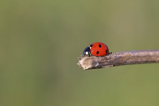 Seven-spot ladybird (Coccinella septempunctata), on the tip of a plant, green background, Wilnsdorf, North Rhine-Westphalia, Germany