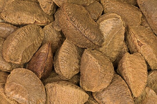 Brazil nut (Bertholletia excelsa), fruits, nuts, with shell, unshelled, Germany