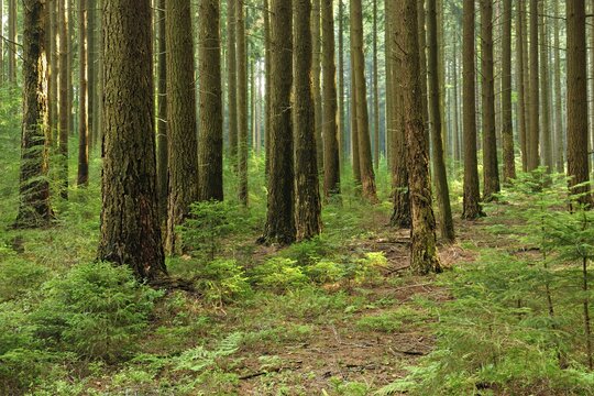 Spruce forest with incipient regeneration, H&uuml;rtgenwald, North Rhine-Westphalia, Germany