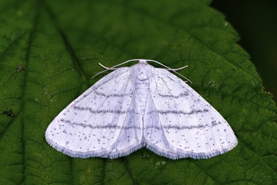 Cabera pusaria, geometridae, moths, moths, butterflies, common white wave, insects, moths, moths, butterflies