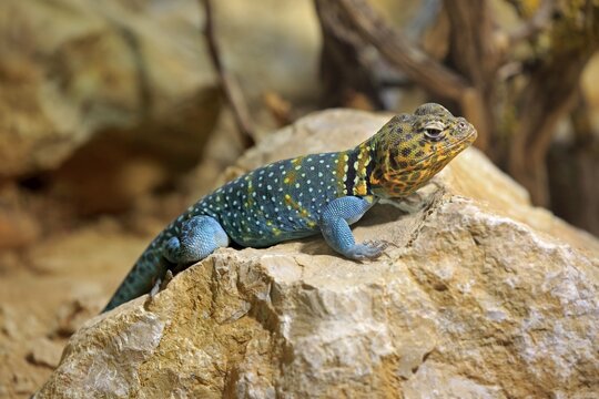 Common collared lizard (Crotaphytus collaris), male, on rock, captive, Switzerland
