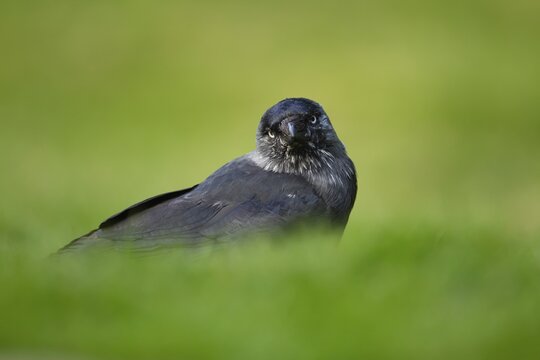 Jackdaw (Corvus monedula) adult corvid bird on a garden grass lawn, England, United Kingdom