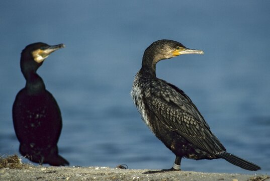 Black shag, cormorant, phalacrocorax carbo, birds, eclipse plumage, pelecaniforms, ropedes, rest dress, simple dress, birds, waterbirds, waterbirds