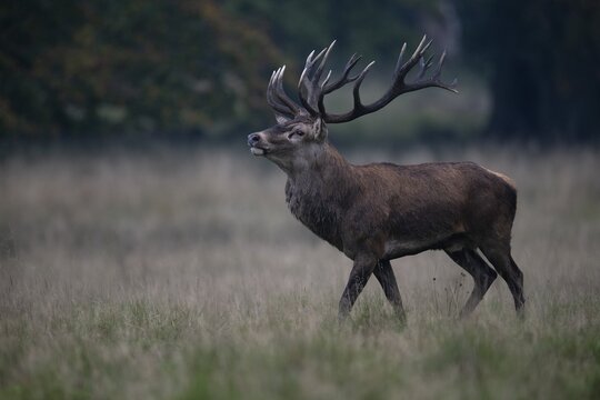 Red Deer (Cervus elaphus), stag, Copenhagen, Denmark