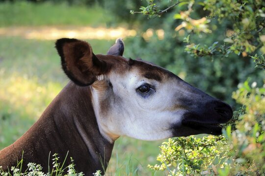 Okapi (Okapia johnstoni), adult, feeding, portrait, captive