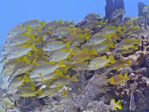 A large school of yellow fish, schoolmaster snapper (Lutjanus apodus), in front of a rocky reef under water. Dive site John Pennekamp Coral Reef State Park, Key Largo, Florida Keys, Florida, USA