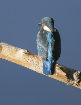 Kingfisher (Alcedo atthis) sitting on an old branch, perch and looking for prey, blue water behind, Lower Saxony, Germany