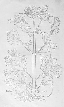 Garden purslane, vegetable purslane (Portulaca oleracea), woodcut by Leonhart Fuchs, from New Kre&uuml;terbuch, neues Kr&auml;uterbuch, Michael Isingrin, Basel, Switzerland, 1543
