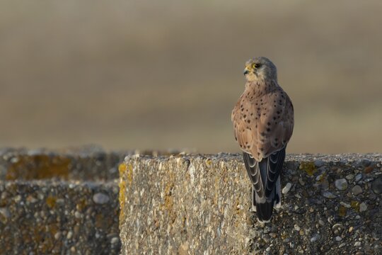 Common kestrel (Falco tinnunculus) adult falcon bird of prey on a concrete block, RSPB Minsmere nature reserve, Suffolk, England, United Kingdom