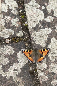 Small tortoiseshell (Aglais urticae) butterfly adult resting on a garden path, Norfolk, England, United Kingdom
