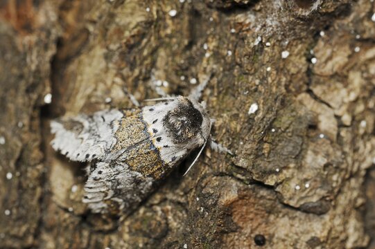 Sallow kitten moth (Furcula furcula), North Rhine-Westphalia, Germany