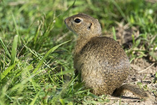 Citellus citellus, Czech Republic, European ground squirrel, common ground squirrel, rodents, rodentia, Czech Republic, mammals, rodents, mammals, ground squirrels