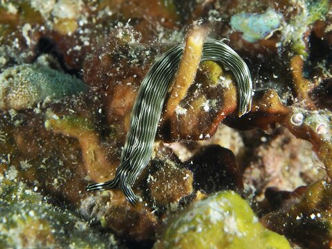 Elongated snail with thin stripes, Gracile Thuridilla (Thuridilla gracilis), crawls over the sea surface. Dive site Twin Reef, Penyapangan, Bali, Indonesia