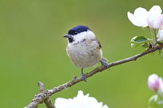 Marsh tit (Parus palustris) sitting on a flowering apple branch, Germany