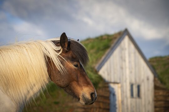 Icelandic horse (Equus islandicus) in evening light in front of horse stable in original peat construction, L&yacute;tingssta&eth;ir, North Iceland, Iceland