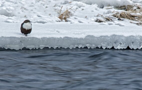 Cinclus cinclus, dippers, birds, ice, passeri, snow, songbirds, songbirds, birds, winter