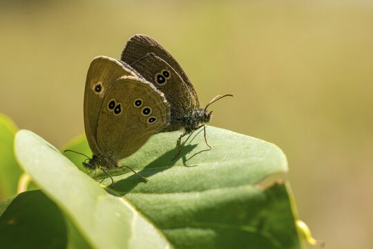 Aphantopus hyperantus, brown forest bird, ringlet, chimney sweep, forest bird, butterfly, insects, copula, mating, butterfly, butterflies