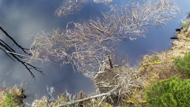 Beaver lodge with a supply of branches for the winter. Region of La Mauricie. Province of Quebec. Canada