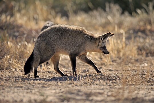 Bat-eared fox (Otocyon megalotis), adult, alert, foraging, running, Mountain Zebra National Park, Eastern Cape, South Africa