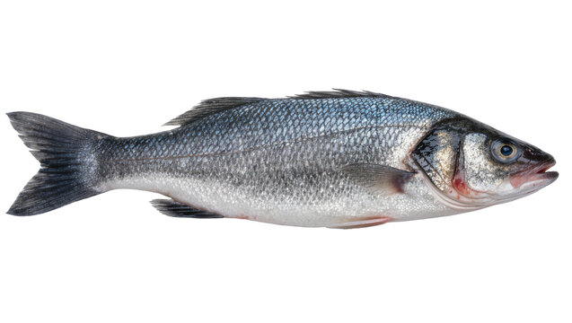 Whole raw European sea bass fish with silver scales, isolated on transparent background