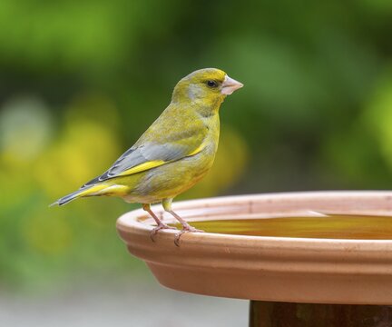 Greenfinch, greenfinch (Chloris chloris) sitting on a bird bath, Lower Saxony, Germany
