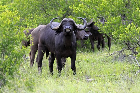 Cape buffalo (Syncerus caffer), adult, standing, alert, Kruger National Park, Limpopo Province, South Africa