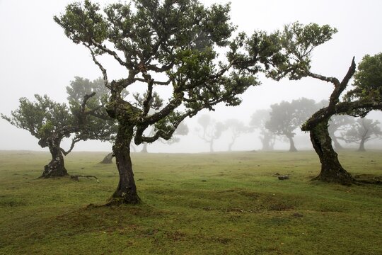 Laurel trees overgrown with moss and plants in the mist, old laurel forest (Laurisilva), stinkwood (Ocotea foetens), UNESCO World Heritage Site, Fanal, Madeira, Portugal