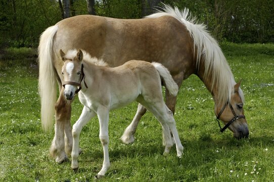 Haflinger mare with eleven-day-old foal out at feed