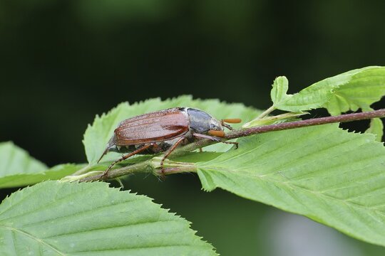 Northern cockchafer (Melolontha hippocastani), male, on leaves of a hornbeam (Carpinus betulus), Wilnsdorf, North Rhine-Westphalia, Germany
