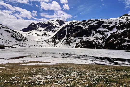 Ice floes drift in the half-frozen upper Murgsee, in the foreground, white flowering spring crocuses (Crocus vernus), Murg Valley, Canton of St. Gallen, Switzerland