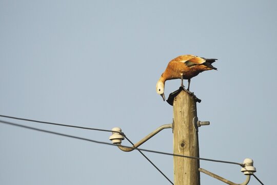 Ruddy shelduck (Tadorna ferruginea) female animal resting on a power pole, Allg&auml;u, Bavaria, Germany