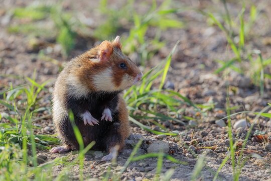 On a sunny day, a European hamster (Cricetus cricetus) sits upright in a dry meadow, observing its surroundings. Vienna, Austria