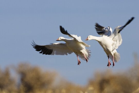 Snow Geese (Anser caerulescens atlanticus, Chen caerulescens) during landing, Bosque del Apache Wildlife Refuge, New Mexico, USA