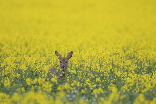 Roe deer (Capreolus capreolus) adult in a flowering oilseed rape field, Suffolk, England, United Kingdom
