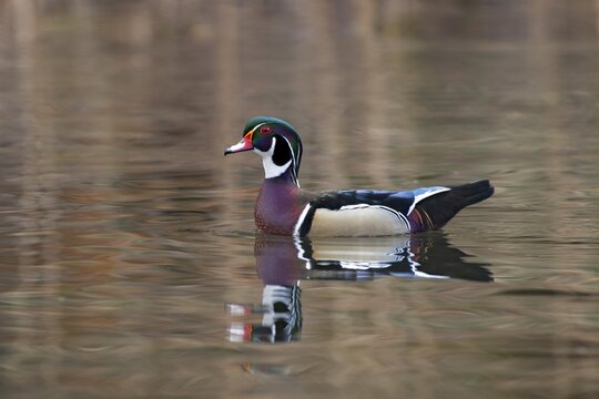 Wood duck (Aix sponsa), male, swimming at the water, park of Matzen Castle, Brixlegg, Tyrol, Austria