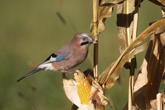 Eurasian jay (Garrulus glandarius) feeding on ripe maize corn cob, Allg&auml;u, Bavaria, Germany