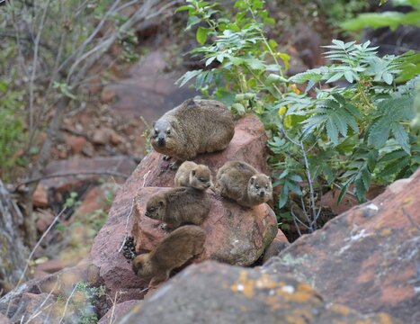Rock Hyrax (Procavia capensis) with young animals in the Waterberg National Park, Namibia, Africa