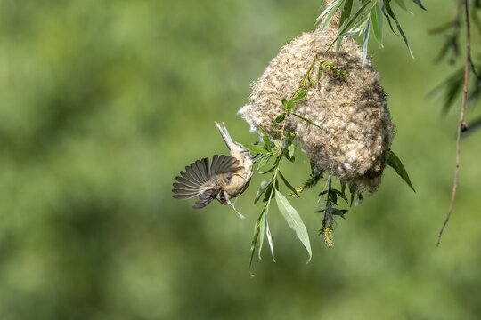 Penduline Tit (Remiz pendulinus) taking off from the nest, Tiszaalpar, Hungary