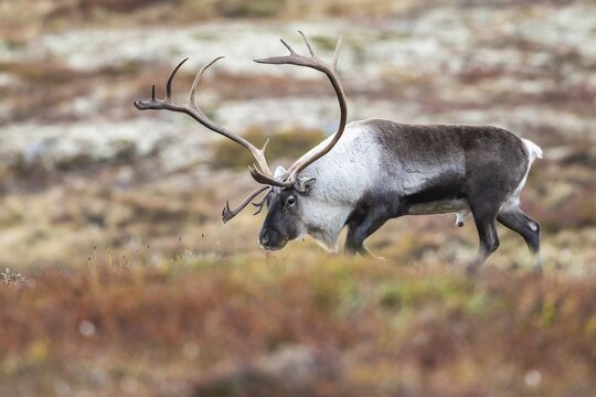 Wild mountain reindeer (Rangifer tarandus tarandus), bull in autumn tundra, Forollhogna National Park, Norway