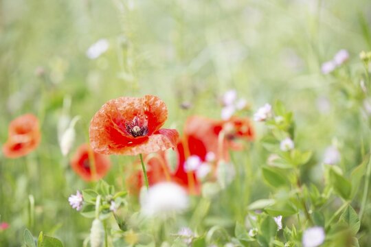 Poppy flowers (Papaver rhoeas), Freising, Upper Bavaria, Bavaria, Germany