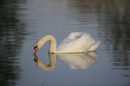 Mute Swan (Cygnus olor), Schonau Ponds, Triestingtal, Lower Austria, Europe