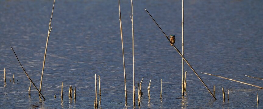 Kingfisher (Alcedo atthis) in reeds, Naturquartier Grosswilfersdorf, Grosswilfersdorf, Styria, Austria