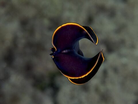 A black swirl worm with bright yellow edges, black yellow flatworm (Prostheceraeus splendidus), swimming in the sea, dive site Giens Peninsula, Mediterranean Sea, Porquerolles, Provence, C&ocirc;te d'Azur, France