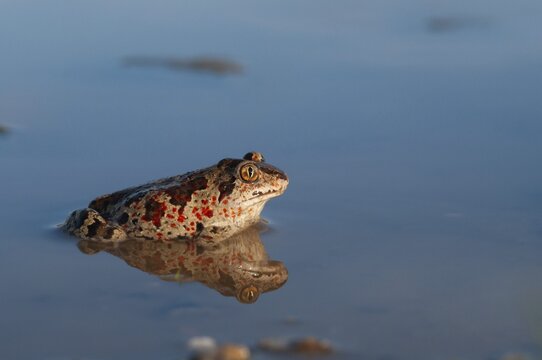 Common spadefoot, garlic toad, pelobates fuscus, amphibians, amphibians, amphibians, amphibians, toads