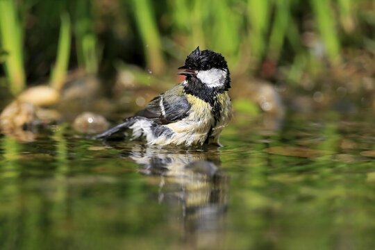 Great tit (Parus major), adult, bathing, in water, garden pond, Rhineland-Palatinate, Germany